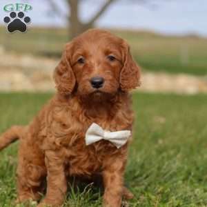 Cidar, Goldendoodle Puppy